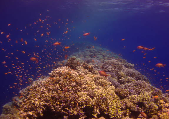 An image showcasing the Blue Hole in the Red Sea